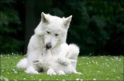 Deux fois prix Goncourt, sous deux noms diffrents, il avait tent d'envoyer deux autres romans sous deux autres pseudos : Franois Mermont ou Lucien Brulard.