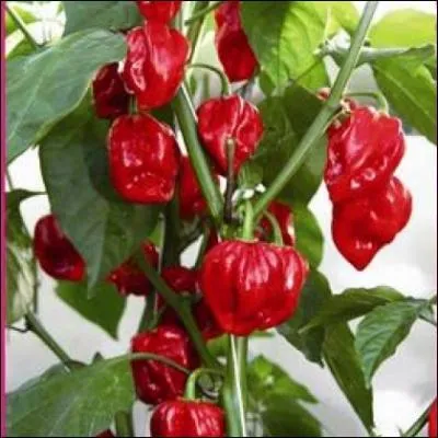 Quelle chelle est utilise pour mesurer la force d'un piment ?