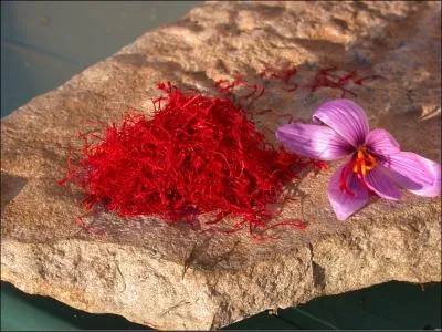 Le safran est une pice trs chre, combien faut-il de fleurs de crocus pour obtenir 12 grammes de safran sch ?