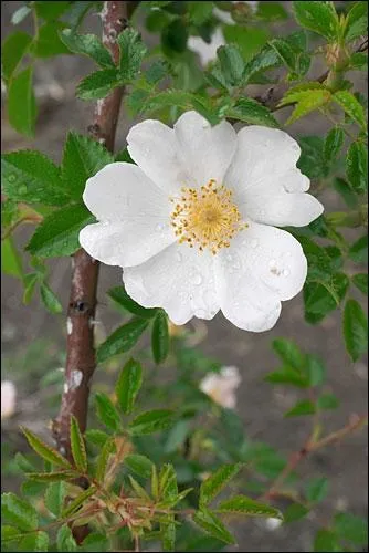 Quelle est la comestibilit ou la toxicit de cette fleur ?