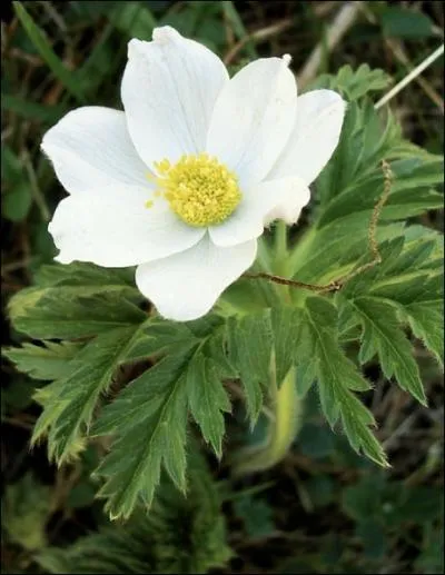 Quelle est la comestibilit ou la toxicit de cette fleur ?