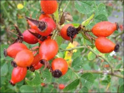 Quelle est la comestibilit ou la toxicit de cette baie ?