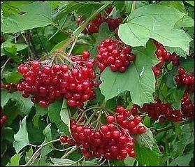 Quelle est la comestibilit ou la toxicit de cette baie ?