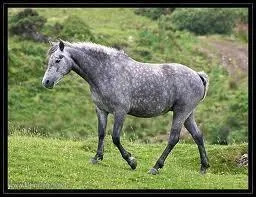 Pouvez-vous me dire quel est ce cheval ?