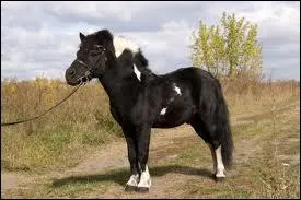 Ce petit poney est...