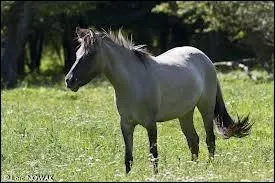 Une race trs ancienne c'est le ...