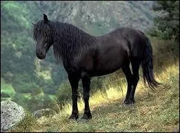 Beau cheval des montagnes, c'est...