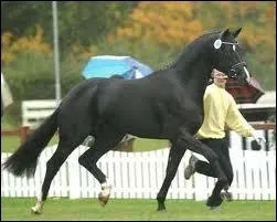 Cheval qui excelle dans les comptitions de dressage, c'est un...