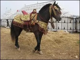 Voici un cheval qui a particip  la cration du cheval espagnol...