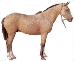 Trop facile, c'est un cheval argentin c'est le...