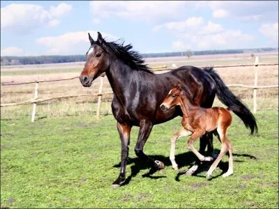 Combien existe-t-il d'allures ?