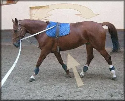 Est-il possible de dompter un cheval sauvage ?