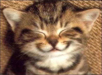 Combien de temps a prend pour que ton chaton peuve rejouer ?