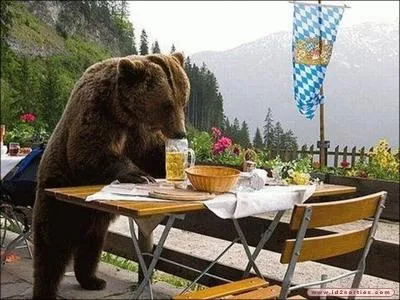 Je suis face  un ours. Je cours durant un kilomtre vers le sud, mme chose vers l'est, puis encore de mme vers le nord. Je trouve le mme ours qui n'a pas boug ! L'ours est donc :