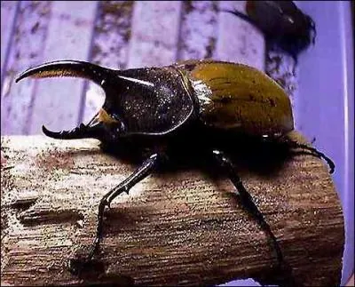 ... . , des (... ... ) aux (... ... ) (... ... ) de couleur crme, ... ...