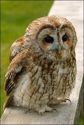 Donnez la fonction de l'adjectif qualificatif  fidles  dans la premire phrase de la seconde dicte.