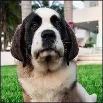 Comment se nomme le chien qu'il adopte  la villa ?