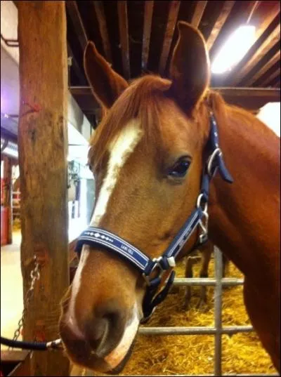 Quelle est la robe de ce double poney ?