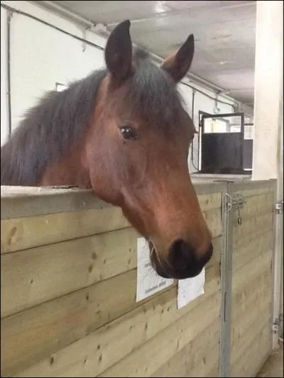Quelle est la robe de ce cheval ?