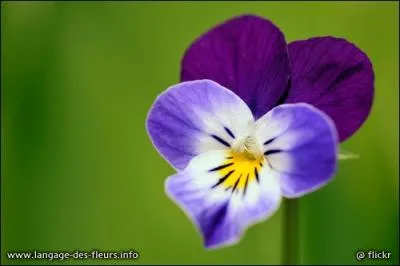 Comment dit-on violet ?