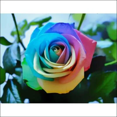 Et comment dit-on fleur ?