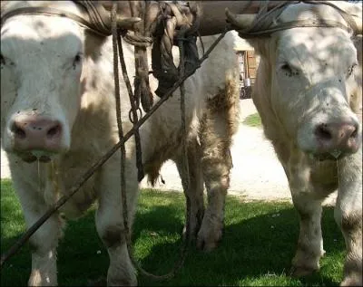 Avec un aiguillon  bufs, Schamgar tua plusieurs philistins. Quel tait leur nombre ?