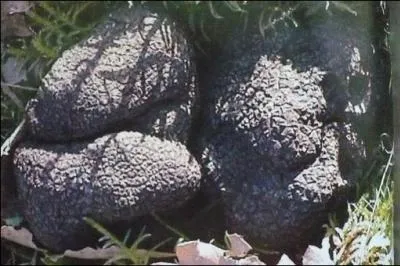 Que d'aucuns ne me prennent pour une ... s'ils devaient porter un jugement sur la question 9 !