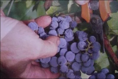 On dit que les vins comme les femmes ont des robes et des parfums. Le ... a des arômes ... des tanins bien ... et sera le compagnon des ...