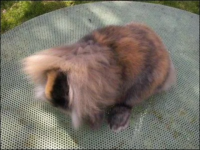 Cet animal appel  tte de lion  est un...