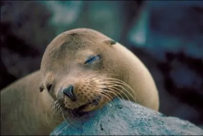Le lion de mer est un mammifre carnivore marin apparent  :