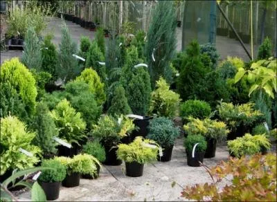 Comment se traduit une  ppinire  en anglais ?