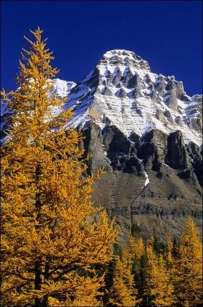 Comment se traduit un  mlze  en anglais ?