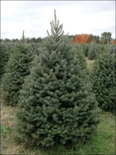 Comment se traduit un  pica  en anglais ?