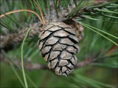 Comment se traduit le cne du conifre, communment appel  pomme de pin  en anglais ?