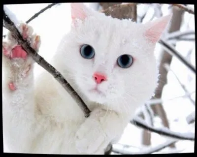 Comment est-il(elle) mort(e) ?