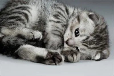 Combien ont-ils eu de petits ?