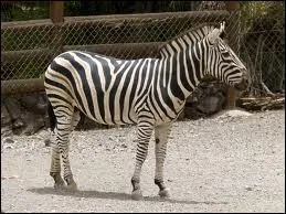 Quel est cet animal ?