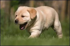 Quel est cet animal ?