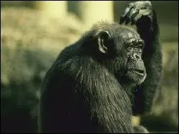 Quel est cet animal ?