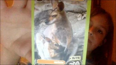 La maman kangourou peut-elle avoir des jumeaux ?