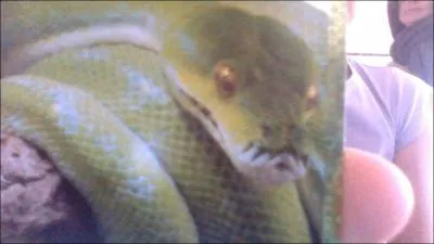 Quel est le serpent le plus long ?