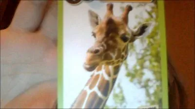  combien de km/h peut courir la girafe ?