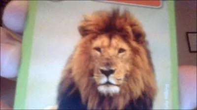 Les lions chassent-ils ?