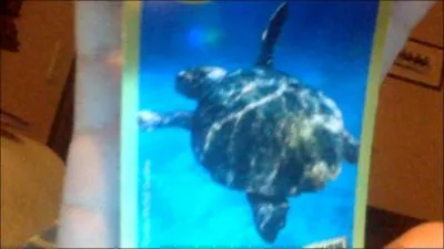 Jusqu' quel ge peut vivre une tortue ?