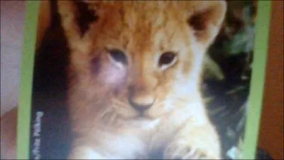 Il peut tter n'importe quelle femelle du groupe auquel il appartient. Qui est-il ?