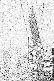 Le  bouillon  est une fleur mdicinale, de couleur jaune. Quel est son nom exact ?