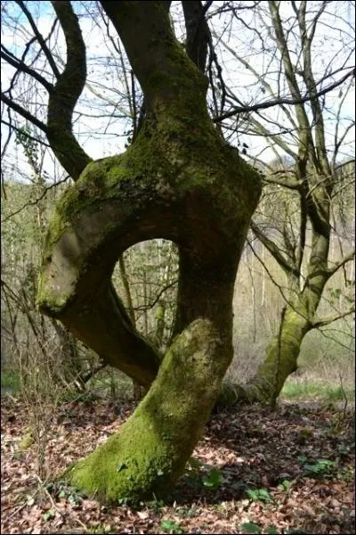 Allons dans l'Oise avec Lotoise ! Elle me guide puis me dit que son chef-lieu est :