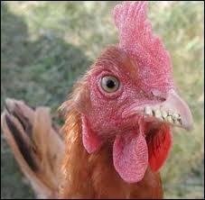 Quelle est la signification de Quand les poules auront des dents ?