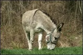 Que signifie tre ttu comme une mule ?