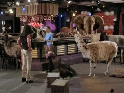  Instinct animal  : Dans l'pisode, Piper chante  la bonne Piper avait...   :